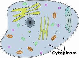 <p>The contents of the cell bounded by the plasma membrane; in eukaryotes, the portion exclusive of the nucleus. </p>