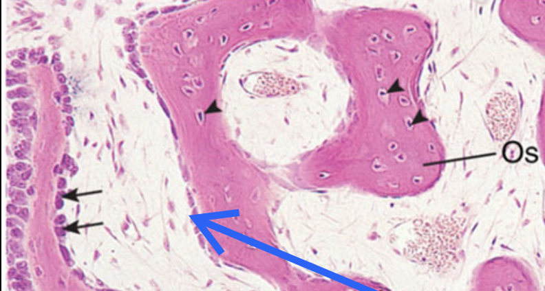 <ul><li><p>produit et sécrète la matrice osseuse :&nbsp;<strong>collagène</strong> de type I,&nbsp;<strong>prot</strong> de la matrice osseuse,&nbsp;<strong>ostéoïde</strong></p><ul><li><p>prot de la matrice osseuse = <strong>ostéocalcine</strong> et <strong>l'ostéonectine </strong>(liant le calcium), <strong>glycoprotéines</strong> <strong>multiadhésives</strong>, divers <strong>protéoglycanes</strong>, <strong>phosphatase alcaline</strong></p></li></ul></li><li><p>responsable de la <em>calcification</em> (<em>minéralisation</em>) de la <strong>matrice osseuse</strong></p><ol><li><p>sécrète de petites <strong>vésicules</strong> matricielles ds la matrice qui sont riches en <strong>phosphatase alcaline</strong></p></li></ol></li><li><p>agrégation en 1 seule couche de cellules en contact avec l'os en formation</p></li></ul><p>unies par des <strong>jonctions serrées</strong> et forment une palissade le long de la <strong>matrice</strong> <strong>osseuse</strong></p><p></p>