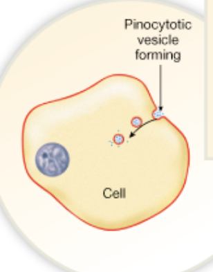 Chapter 2

What is pinocytosis 