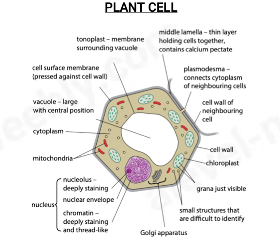 <p>tonoplast - membrane surrounding vacuole</p><p>middle lamella - thin layer holding cells together, contains calcium pectate</p><p>plasmodesma - connects cytoplast of neighbouring cells</p><p>cell wall</p><p>cell surface membrane(pressed against cell wall)</p><p>chloroplast</p><p>grana (within cholorplast)</p><p>small structres, difficult to identify</p><p>Golgi apparatus</p><p>nucleus - nucleolus; deeply staining, nuclear envelope &amp; chromatin; deeply staining and thread-like</p><p>mitochondria</p><p>cytoplasm</p><p>vacuole - large with central position</p><p></p><p></p>