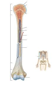 <p>Narrow region connecting diaphysis to epiphysis; contains growth plate in children.</p>