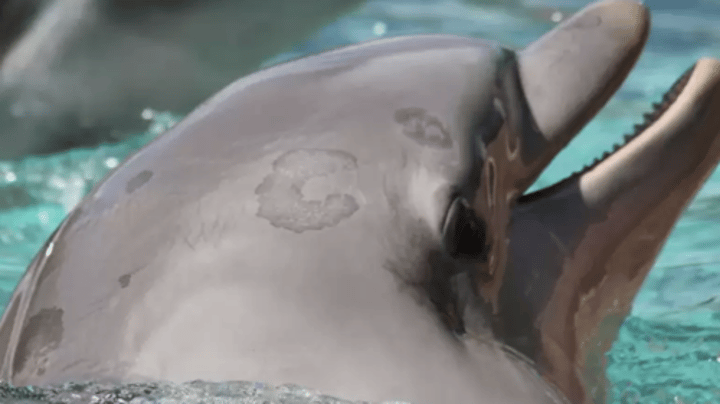 <p>causes hyperpigmented skin lesions, and thus is referred to as "Tattoo Skin Disease" <br><br>a) Pinniped Parapox<br>b) Cetacean Poxvirus <br>c) Phocine Distemper Virus<br>d) Cetacean Morbillivirus<br>e) San Miguel Sea Lion Virus</p>