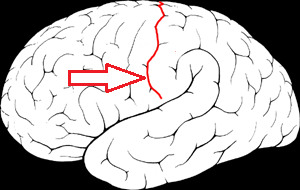<p>separates frontal and parietal lobes</p>