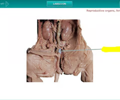 <p>What is the arrow pointing to? What’s it function? </p>