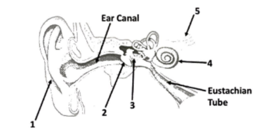 <p>What is the name and function of 1?</p>