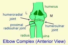 <p></p><ul><li><p>[ ] 3 synovial joints in same articular cavity/capsule</p></li></ul><p>Humeroulnar joint (hinge/trochlear): flexion/extension</p><ul><li><p>Btwn trochlear notch of ulna and trochlea humerus. Hinge/trochlear joint</p></li><li><p>Bony congruency (strong concave/convex connection). Very stable, enhanced by strong capsule + ligaments</p></li><li><p>Flexion, coronoid process of ulna enters coronoid fossa humerus (stops with biceps)</p></li><li><p>Extension.</p></li><li><p>Ulnar vagus: approx 15 deg (w&gt;m). Axis of movement is not 100% frontal -oblique due to orientation of trochlea. &gt;15 excessive.</p></li></ul><p></p><p>Humeroradial joint: hybrid ball and socket: flex/extension +pronation/supination DOES ALL MOVEMENTS</p><ul><li><p>Btwn fovea radial head and capitulum of humerus</p></li><li><p>Spheroid</p></li><li><p>Poor bony congruency/stability</p></li><li><p>Movements dictated by two other joints of elbow (flex ext-ulna) (rot long axis pron/sup)</p></li></ul><p></p><p>Proximal radioulnar joint: pronation/supination</p><ul><li><p>Btwn head radius + radial notch of ulna</p></li><li><p>Trochoid</p></li><li><p>Pron/sup w/distal counterpart</p></li><li><p>Head of radius and radial notch, held by annular (deep surface hyaline+fibrocartilage to allow motions) and quadrate lig</p></li></ul><p></p><p>Distal radioulnar joint</p><ul><li><p>Btwn head of ulna + ulnar notch radius</p></li><li><p>Poor bony congruency</p></li><li><p>Held together by capsule, ligaments + arctic disc btwn head of ulna and carpal bones</p></li></ul><p></p>