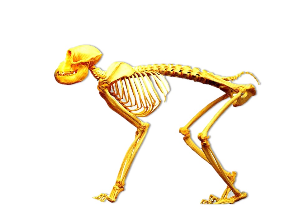 <p><span>all four limbs are used equally in locomotion; quadrupedal</span></p>