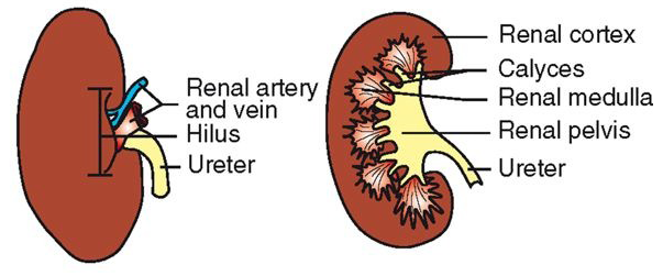 <ul><li><p><span><span>fibrous connective tissue capsule</span></span></p></li><li><p><span><span>hilus: indented area on medial side</span></span></p><ul><li><p><span><span>ureters, nerves, blood and lymph vessels enter and leave</span></span></p></li></ul></li><li><p><span><span>renal pelvis: funnel-shaped area inside hilus/hilum</span></span></p></li><li><p><span><span>renal cortex – surrounds medulla</span></span></p></li><li><p><span><span>renal medulla – shape can vary (multilobar vs. unilobar)</span></span></p></li><li><p><span><span>calyx – cup-like extension of pelvis; directs urine to pelvis</span></span></p></li></ul><p></p>