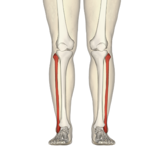 <p>What bone is this?</p>