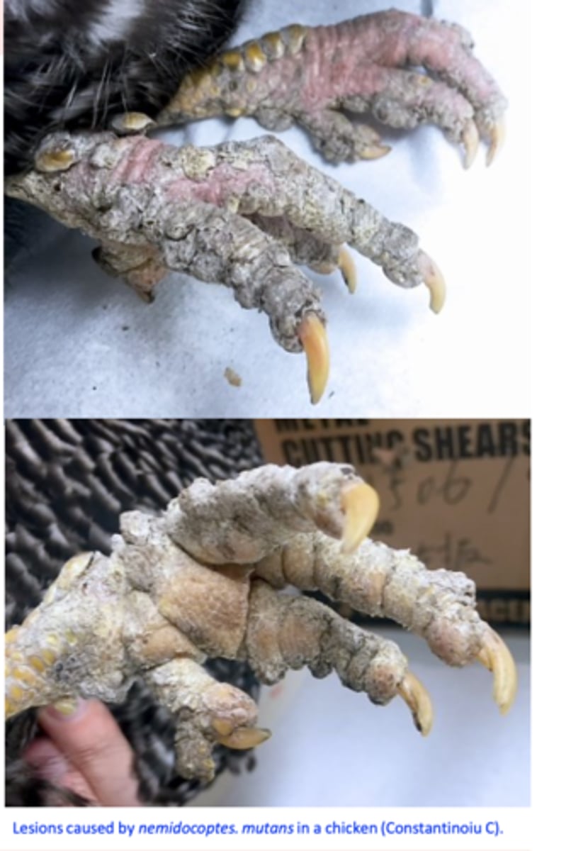 <p>• Uplifting/upturning of the scales and crusty proliferations develop;</p><p>• In severe infestations the birds have reduced joint motility, may be crippled and have legs deformed;</p>