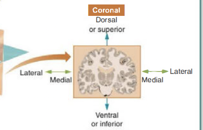 * divides nervous system front to back, parallel to face 