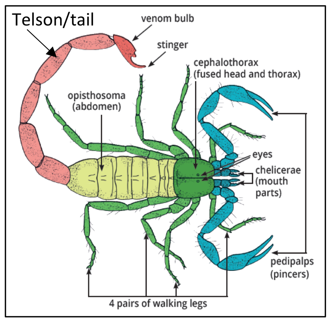 <p>What are characteristics of the order scorpions </p>