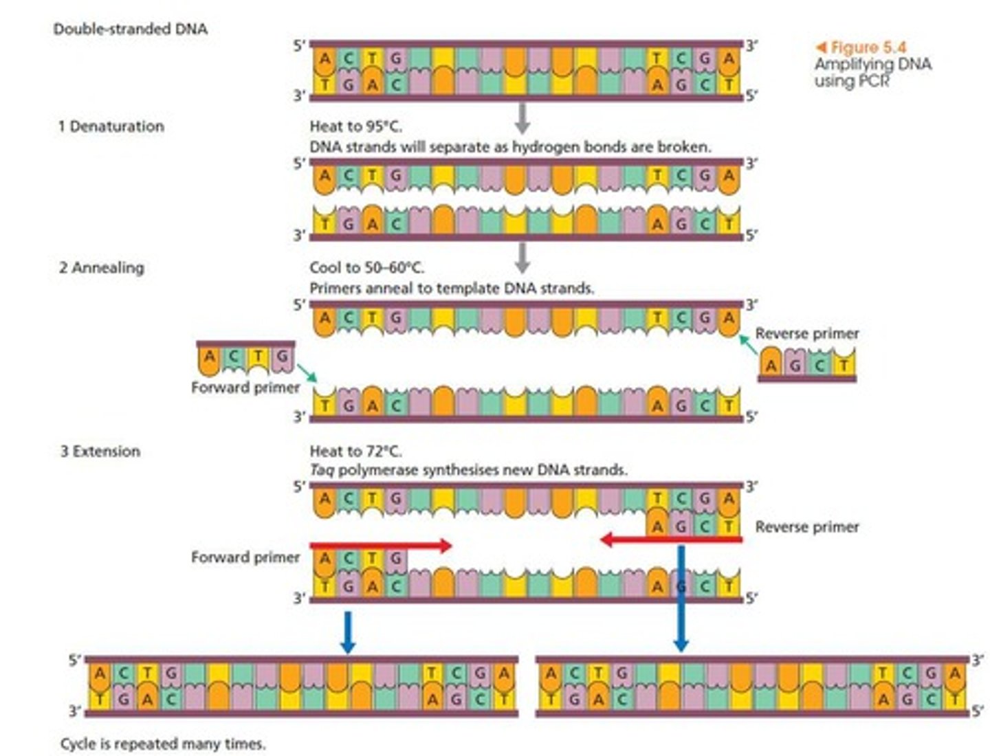 <p>A method of making many copies of a DNA fragment in vitro.</p>