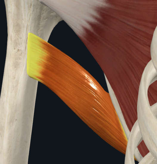 <p>What muscle is this (specific)</p>