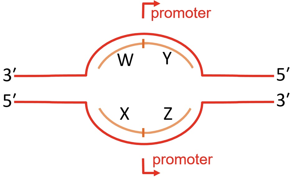 <p>Consider the diagram below that depicts a transcription bubble, in which red strands are D N A and orange strands are potential R N A transcripts. Noting the location and orientation of the promoter, which letter(s) could represent proper transcripts?</p>