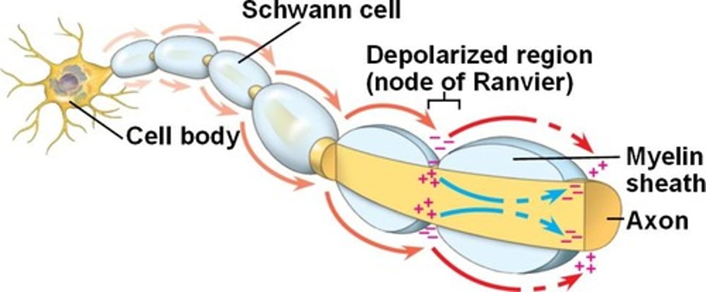 <p>Rapid transmission of a nerve impulse along an axon, resulting from the action potential jumping from one node of Ranvier to another, skipping the myelin-sheathed regions of membrane.</p>