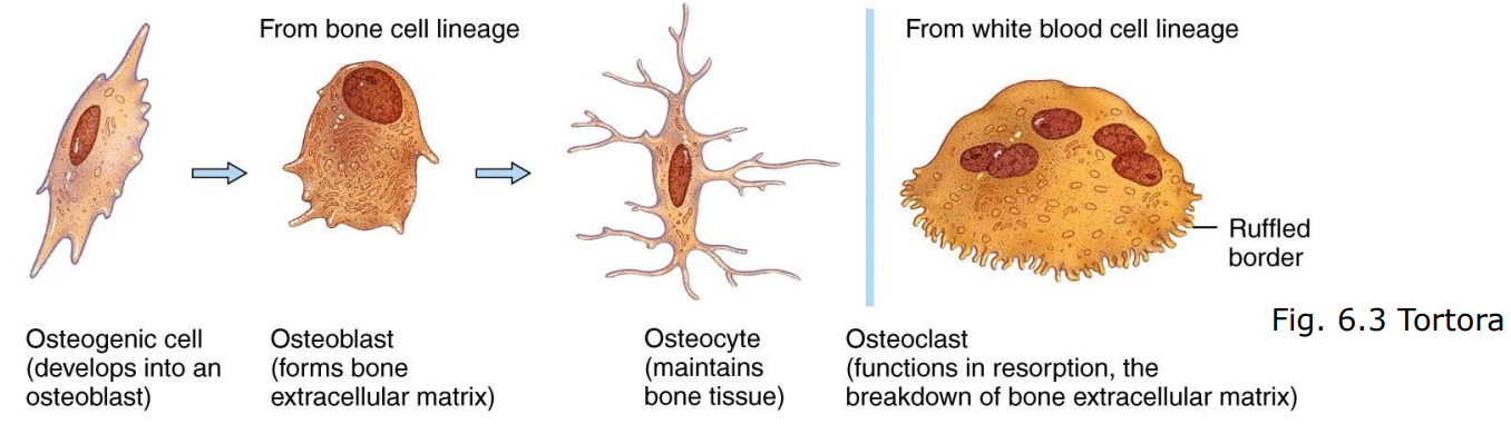 <ul><li><p>Osteogenic (osteoprogenitor) cells</p></li><li><p>Osteoblasts</p></li><li><p>Osteocytes</p></li><li><p>Osteoclasts</p></li></ul><p></p>