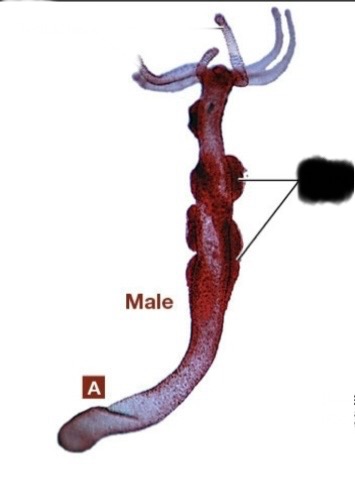<p>What class is this? What type of reproduction is this? What part is this?</p>