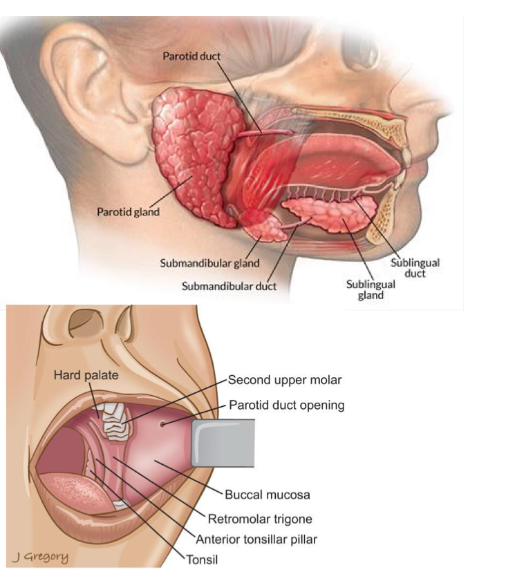<p>Parotid, submandibular, and sublingual glands.</p>