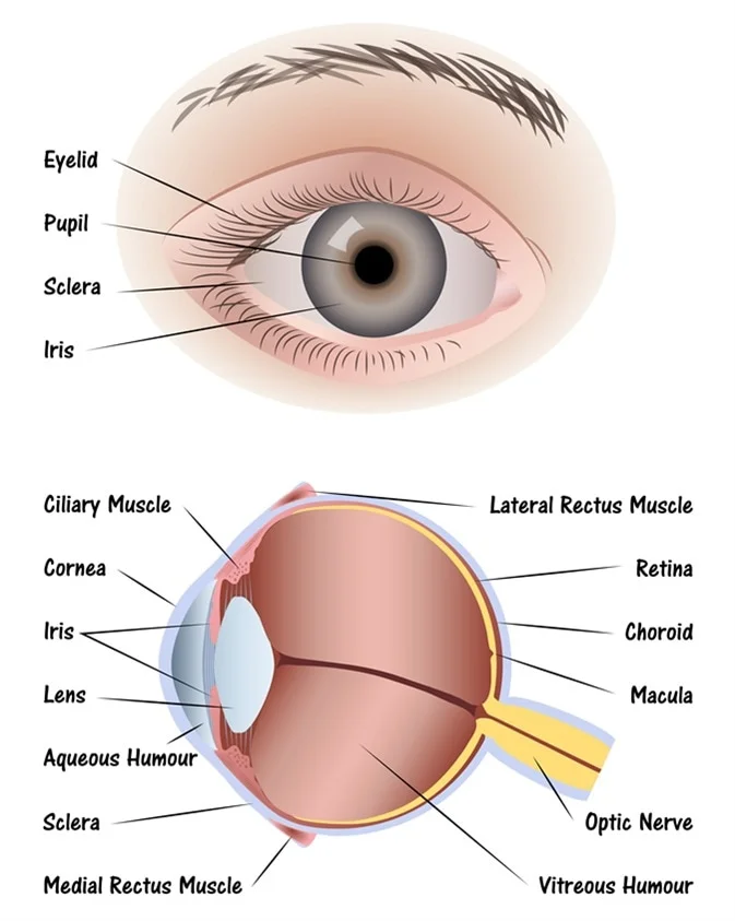 <p>Clear, lets light pass into the eye</p>