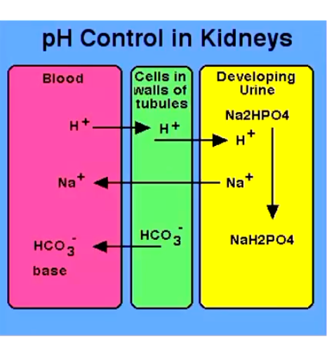 <p>The kidneys are the ONLY route through which H+ ions can be ELIMINATED from the body</p><ul><li><p>H+ excretion occurs in the <strong>PCT </strong>and is coupled to reabsorption of HCO<sub>3</sub></p></li><li><p>H+ ions are secreted into the tubular lumen in exchange for Na+</p></li><li><p>Na+ and HCO<sub>3</sub> are reabsorbed</p></li></ul><p></p>