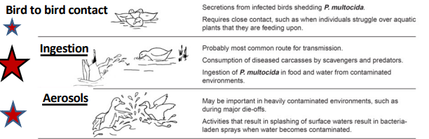 <p>many ways to transmit, ingestion &gt; aerosols &gt; direct contact </p>