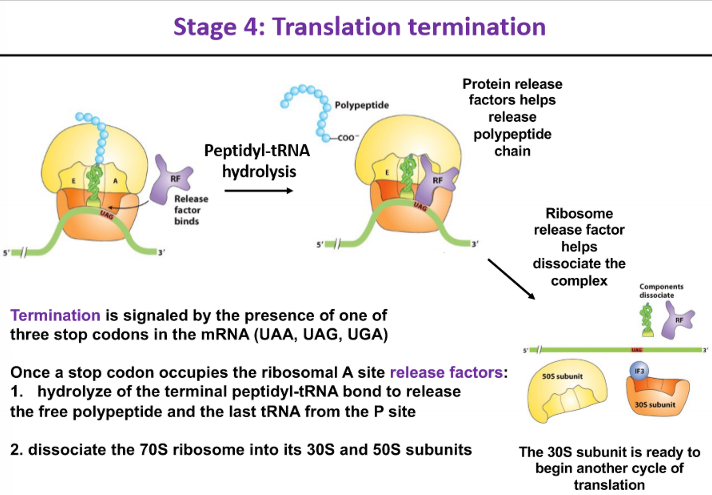 <ul><li><p>signaled by the presence of one of the 3 stop codons in the mRNA</p></li><li><p>once a stop codon occupies the ribosomal A site, release factors:</p><ul><li><p>hydrolyze the terminal peptidyl-tRNA bond to release the free polypepride and the last tRNA from the P site</p></li><li><p>dissociate the 70S ribosome into its 30S and 50S subunits</p></li></ul></li></ul>