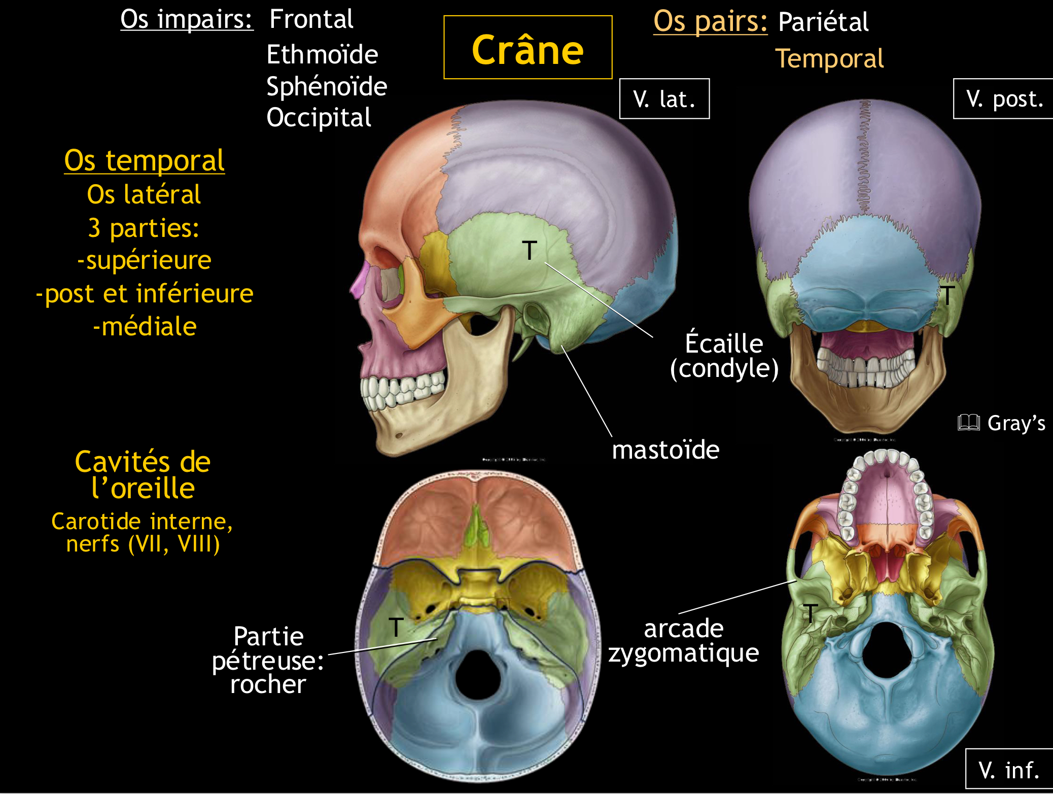 <p><span>La portion pétreuse est parcourue par trois canaux principaux qui logent :</span></p><p><span>1. L’artère carotide interne</span></p><p><span>2. Le nerf facial</span></p><p><span>3. Le nerf vestibulo-cochléaire</span></p>