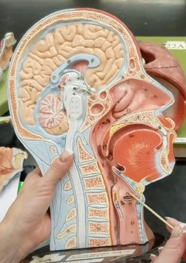 <p>Name of space inside larynx</p>