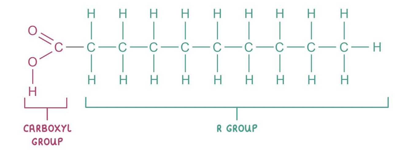 <p><span>Most lipids are made up of fatty acids combined with an alcohol (usually glycerol).&nbsp;</span></p><p><span>Fatty acids consist of a&nbsp;carboxyl group (-COOH)&nbsp;attached to a&nbsp;hydrocarbon chain (R group).</span></p>