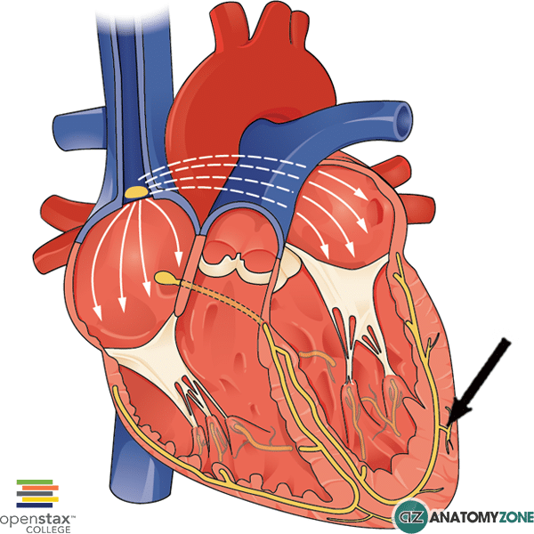 <p>Purkinje fibers rapidly spread the electrical signal through the ventricles, causing a strong, coordinated contraction for efficient blood pumping.</p>
