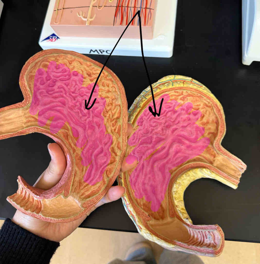 <p>Name the bumps</p>