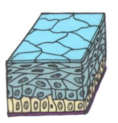 <p>Stratified squamous epithelium</p>