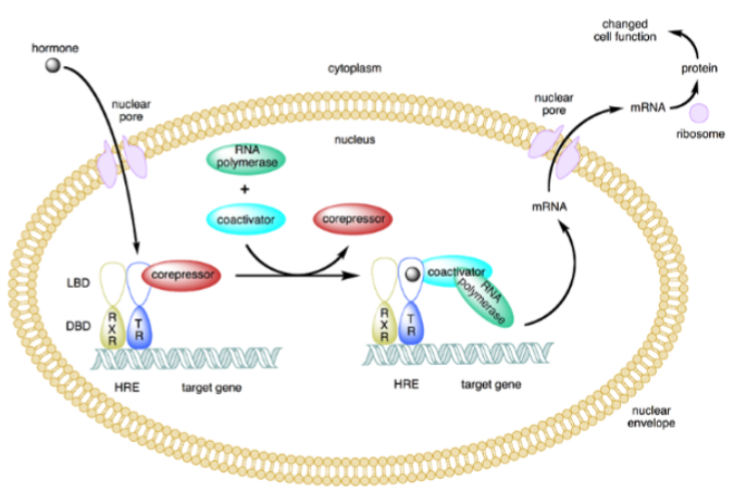 <ol><li><p>Corepressor proteins dissociate.</p></li><li><p>Coactivator proteins are recruited.</p></li><li><p>Recruits proteins, including RNA polymerase to the NR/DNA complex&nbsp; (NR = nuclear receptor) → transcribes DNA → mRNA → biological response</p></li></ol><p></p>