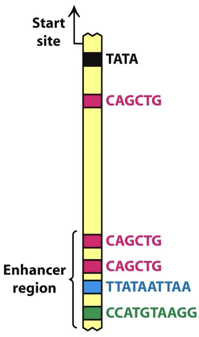 <ol><li><p>Modular: one gene may have multiple enhancers, each meant for a particular tissue or developmental (temporal) expression</p></li><li><p>Combinatorial: two genes may have the same enhancers for a factor, yet they do not show identical tissue-specific expression (other tissue-specific factors combine with the factor and modulate specific expression).</p></li></ol><p></p>