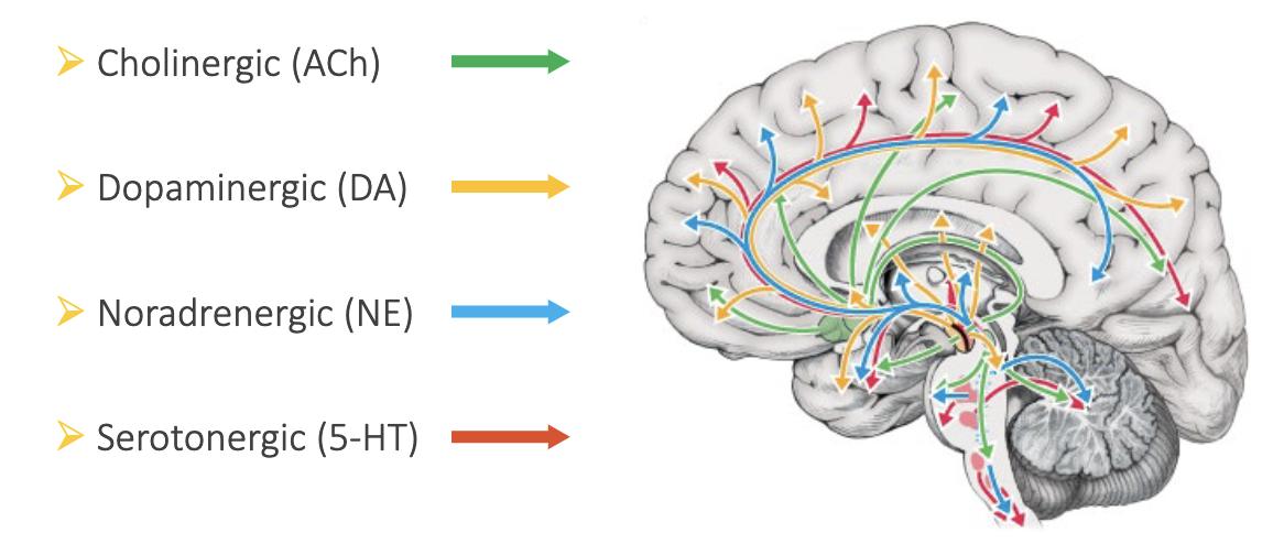 <ul><li><p>Cholinergic (ACh)</p></li><li><p>Dopaminergic (DA)</p></li><li><p>Noradrenergic (NE)</p></li><li><p>Serotonergic (5-HT)</p></li></ul>