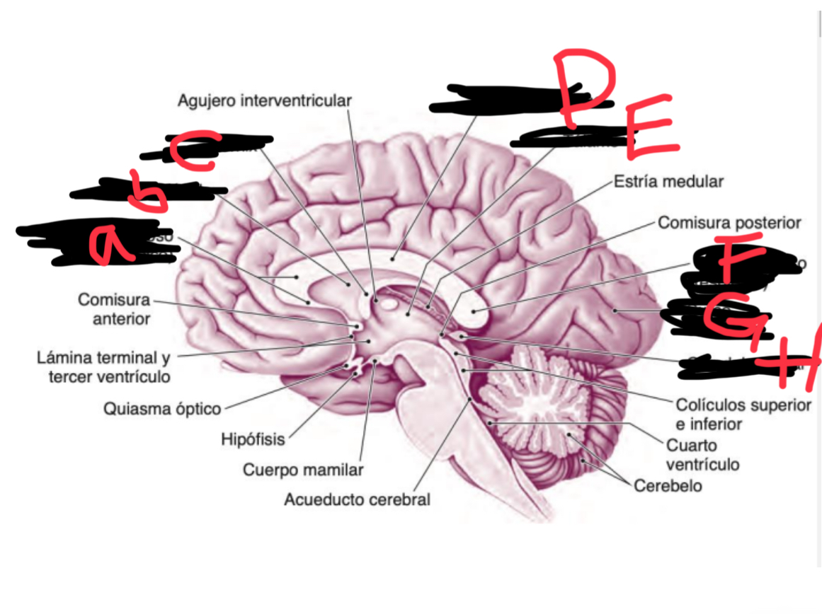 <p>Estructura F </p>
