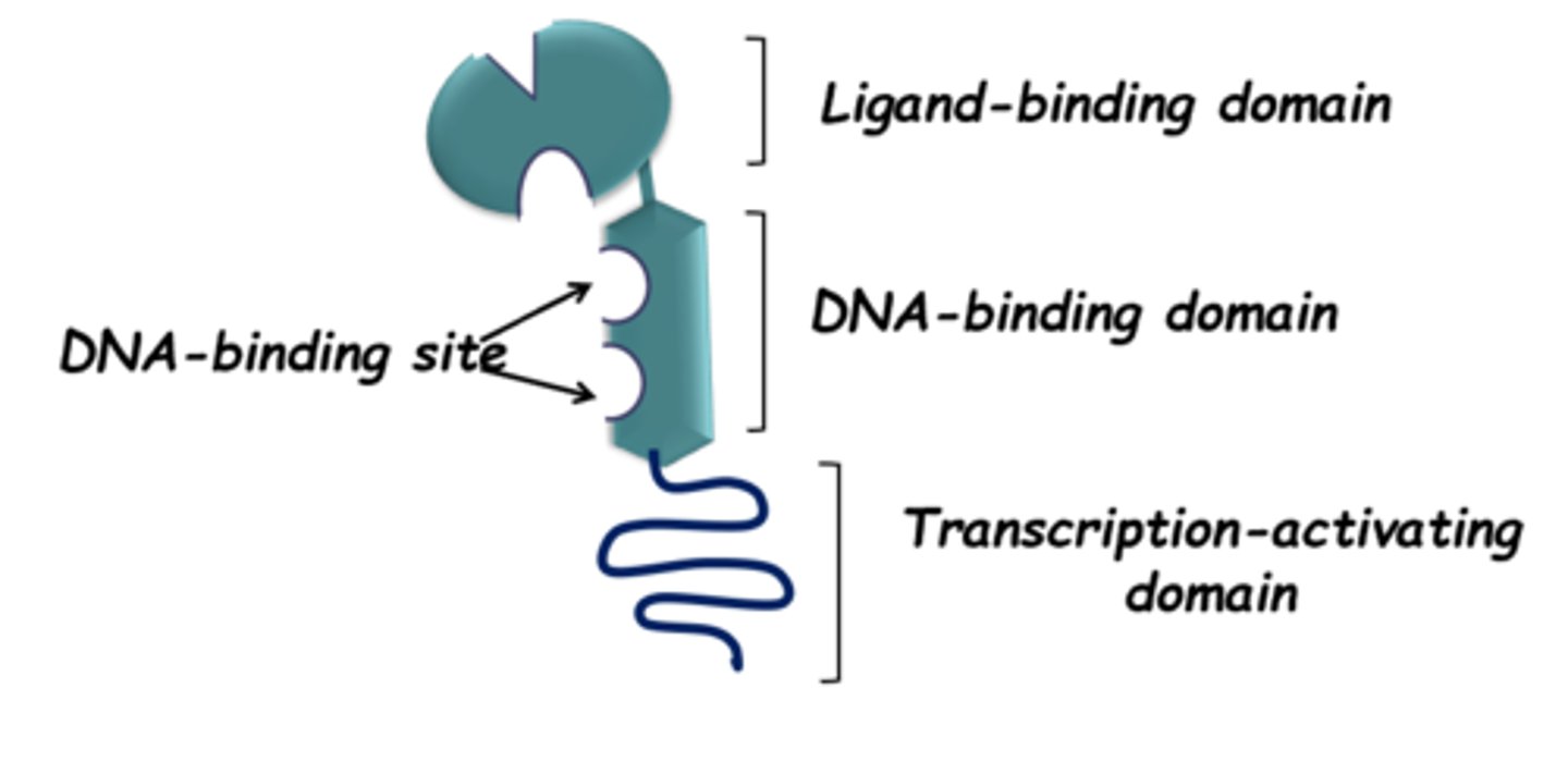 <p>DNA-binding site:</p><p>-Bind to specific regions of DNA </p><p>Ligand-binding domain:</p><p>-Allow binding of ligands to stimulate release of the inhibitory protein above the DNA-binding site allowing receptor to bind to DNA</p><p>Transcription-activating domain:</p><p>-Causes transcription of a particular gene upon activation</p>