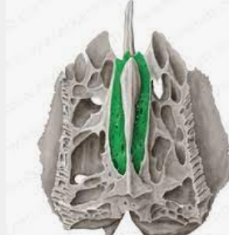 <p>ethmoid; located lateral to the crista galli; form a portion of the roof of the nasal cavity and the floor of the anterior cranial fossa</p>
