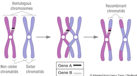 <p>Linked Genes</p>