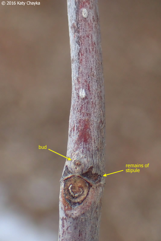 <ul><li><p>riparian shrub</p></li><li><p>opp branch</p></li><li><p>leaves: ovate, short petiole, pointed tip</p></li><li><p>buds: very small, D shape leaf scar</p></li><li><p>repro: clusters of seed pods</p></li></ul>