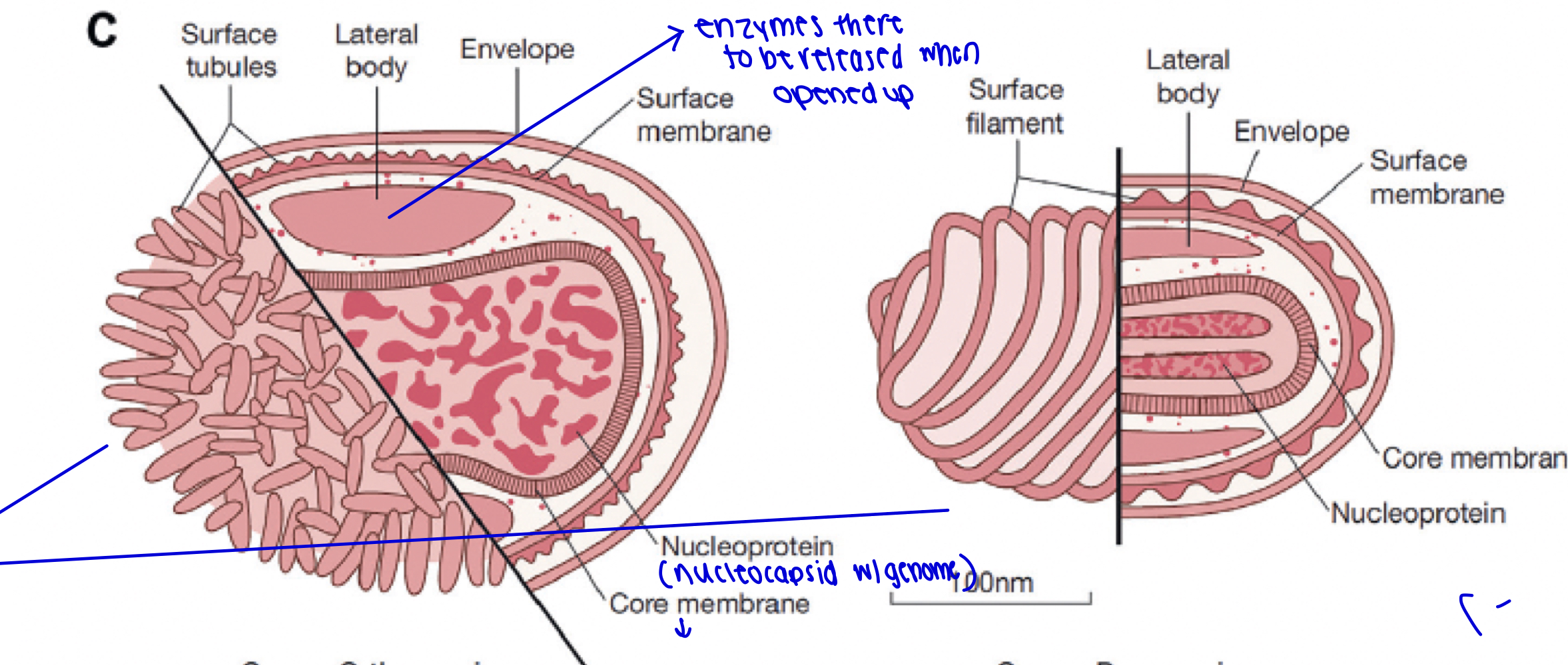 <p>They don’t actually have any attributing function. They may be a cause of dehydration.</p>