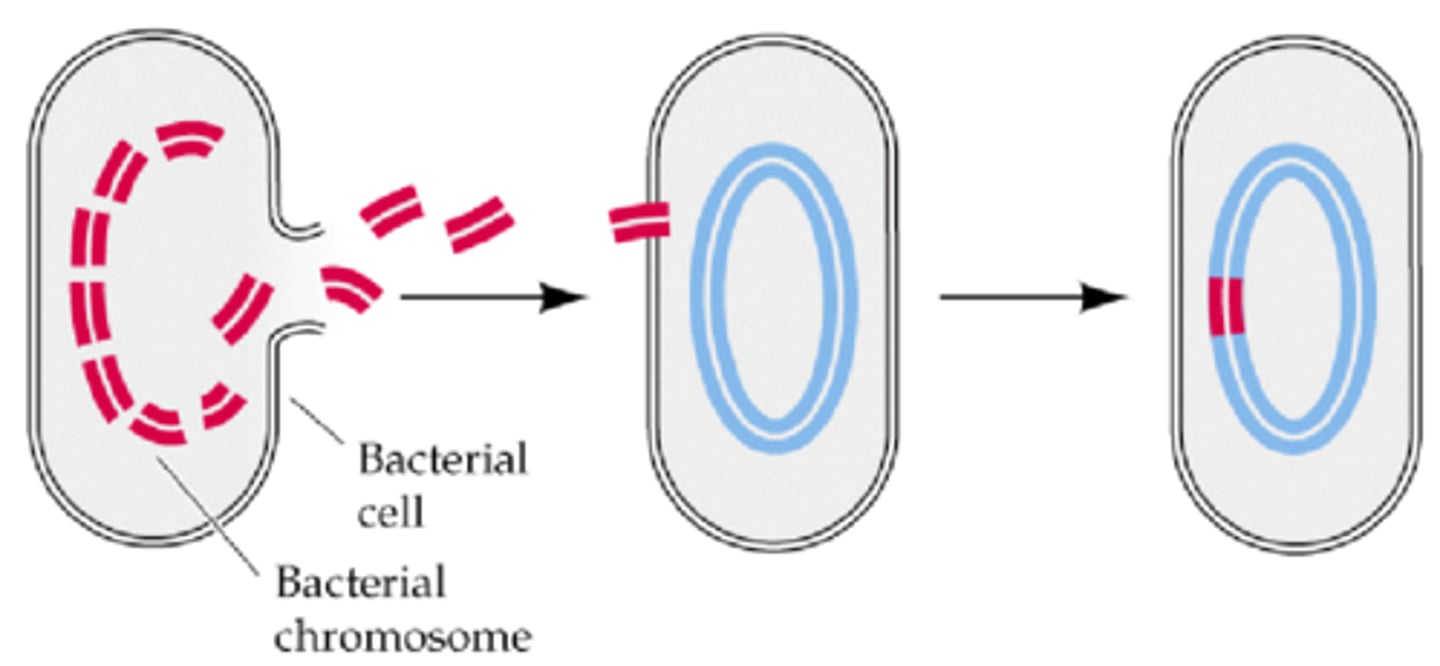 <p><u>Prokaryotic Cells</u></p><p>a method of bacterial genetic recombination; the process of incorporating foreign genetic material (usually from other bacteria) into the host genome; many gram-negative rods are capable of doing this</p>