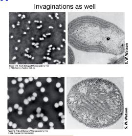 <p><em>• </em><span style="color: red;"><strong><em><span>Nitroso</span></em></strong></span><em>coccus oceani</em></p><p><strong>– Nitrosifying</strong></p><p>• <span style="color: red;"><strong><em><span>Nitro</span></em></strong></span>bacter winogradskyi</p><p><strong>– Nitrifying</strong></p><p><strong>Invaginations in membranes <u>allow for increased surface area </u></strong>and facilitate the enzymes involved in nitrogen oxidation, promoting efficient conversion of ammonia into nitrate. </p><img src="https://knowt-user-attachments.s3.amazonaws.com/8b951573-9ed7-45db-a634-15f52a8b4ed5.png" data-width="50%" data-align="center"><p></p>