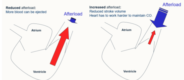 <ul><li><p>more blood can be ejected</p></li></ul><p></p>