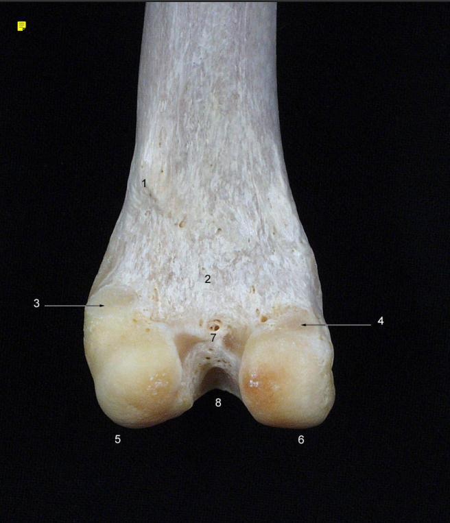 <p><strong>4</strong> -<strong> </strong>(cara caudal i distal) (car.)</p>