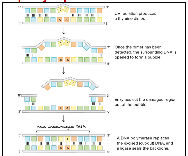 <p>Este tipo de reparação é usado para remover os dímeros de timina. As proteínas uvrB e uvrC vão cortar o DNA no local onde está a lesão e a helicase uvrD vai remover esse pedaço. A DNApolimerase I, associada à reparação, vai fazer a cadeia normal e assim concluir a reparação e criar um DNA saudável.</p>