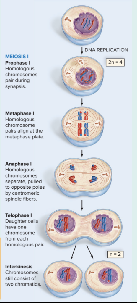 <p>Phases of Meiosis I</p>