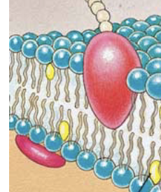 <p>What is this called? &amp; the Function of it</p>