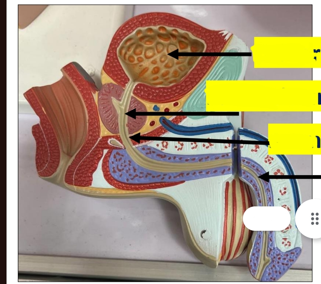 <p>identify from up to down </p><p>identify the length of the urethra محددش منطقه معينه </p><p>هي ياما قصده علي كله ياما penile </p>